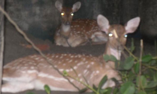 পাথরঘাটায় দুটি জীবিত হরিণ ও ১৪০ কেজি মাংস জব্দ