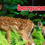 হরিণঘাটা বনাঞ্চল ও পর্যটন কেন্দ্র