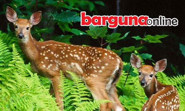 হরিণঘাটা বনাঞ্চল ও পর্যটন কেন্দ্র