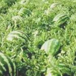 করোনায় ক্ষতিগ্রস্ত বরগুনার তরমুজ চাষীরা