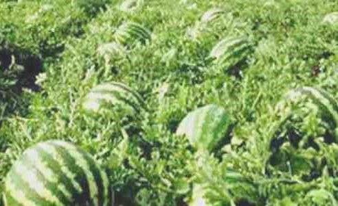 করোনায় ক্ষতিগ্রস্ত বরগুনার তরমুজ চাষীরা