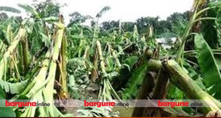 আমফানে বরগুনায় ২৬৩ হেক্টর জমির ফসল নষ্ট