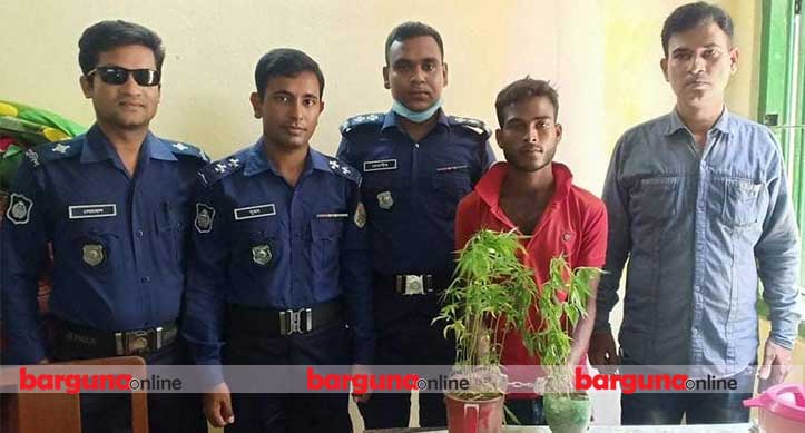 বরগুনায় গাজা চাষের অভিযোগে একজন আটক