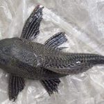 বিষখালী নদীতে ধরা পড়েছে বিরল প্রজাতির মাছ