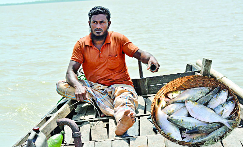 ‘ধরি ইলিশ খাই পাঙ্গাস’