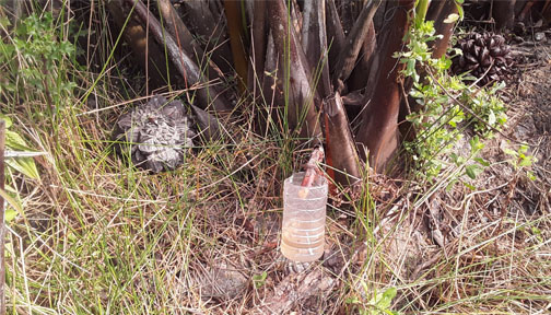 গোল গাছের গুড়