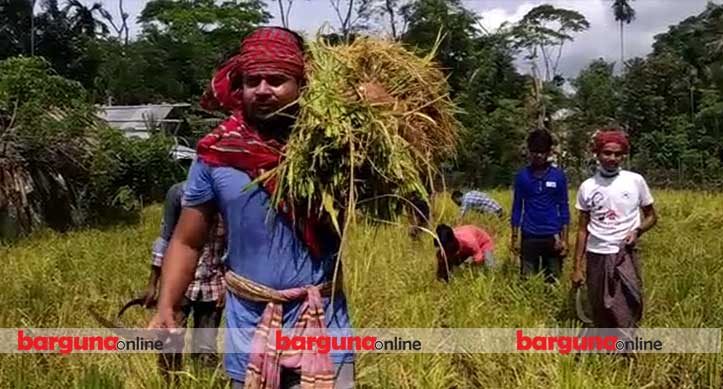 কৃষকের ধান কেটে দিলো বরগুনা জেলা ছাত্রলীগ